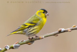 Siskin (Spinus spinus)