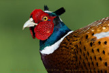 Common Pheasant (Phasianus colchicus)