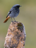 Black Redstart (Phoenicurus ochruros gibraltariensis)
