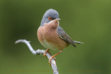 Moltonis Warbler (Sylvia subalpina)