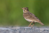 Crested Lark (Galerida cristata)