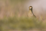 Eurasian Golden Plover (Pluvialis apricaria)