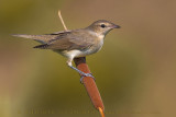 Garden Warbler (Sylvia borin)