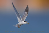 Little Tern (Sternula albifrons)