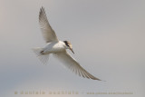 Little Tern (Sternula albifrons)