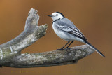 White Wagtail (Motaciclla alba)