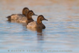 Common Pochard (Aythya ferina)