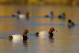 Common Pochard (Aythya ferina)