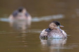 Little Grebe (Tachybaptus ruficollis)