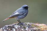 Black Redstart (Phoenicurus ochruros gibraltariensis)