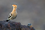 Hoopoe (Upupa epops)