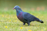 Trocaz Pigeon (Colomba di Madeira)