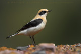 Western Black-eared Wheatear (Oenanthe hispanica)