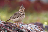 Thekla Lark (Galerida theklae ruficolor)