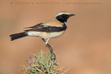 Desert Wheatear (Oenanthe deserti)