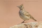 Thekla Lark (Galerida theklae theresae)