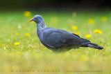 Trocaz Pigeon (Columba trocaz)
