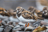 Ruddy Turnstone (Arenaria interpres)