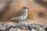 Berthelot's Pipit (Calandro di Berthelot)