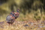 Red-legged Partridge (Pernice rossa)