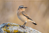 Greenland Wheatear (Oenanthe oenanthe leucorhoa)
