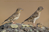Rock Sparrow (Passera lagia)