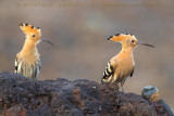 Hoopoe (Upupa epops)