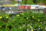 Along the Canal in Fort-de-France, Martinique