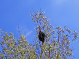 Monk Parrots Nest