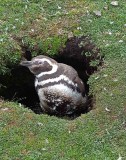 Magellanic Penguins nest in Burrows up to 6 feet deep