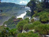 Vegetation at Iguazu Falls