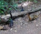 Coati-Mundis on the Trail at Iguazu Falls