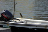 Bird on Pegasus Wharf in the Old City of Cartagena, Colombia