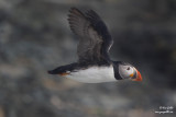 Macareux moine - Puffin - 6 photos
