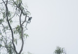 Chestnut Bulbul. Hemixos castanonotus. Kastanjebulbyl . Shin Mun 