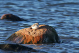 Rdhalsad snppa - Red-necked Stint (Calidris ruficollis)