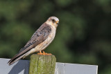 Aftonfalk - Red-footed Falcon (Falco vespertinus)