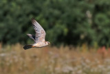 Aftonfalk - Red-footed Falcon (Falco vespertinus)