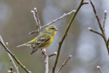 Gulhmpling - European Serin (Serinus serinus)