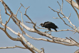 Black Vulture - (Coragyps atratus)
