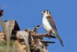 American Kestrel - (Falco sparverius)