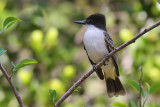 Loggerhead Kingbird - (Tyrannus caudifasciatus)