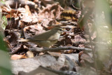 Swainsons Warbler - (Limnothlypis swainsonii)