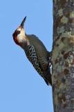 West Indian Woodpecker - (Melanerpes superciliaris)
