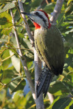 Cuban Green Woodpecker - (Xiphidiopicus percussus)
