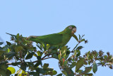Cuban Parakeet - (Aratinga euops)