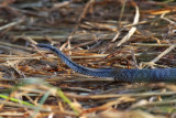 Cuban Lesser Racer - (Caraiba andreae)