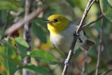 Yellow-headed Warbler - (Teretistris fernandinae)