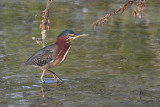 Green Heron - (Butorides virescens)