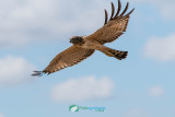 Swamp_Harrier_Hunting209.jpg